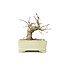 Korean Hornbeam, 10,3 cm, ± 15 years old