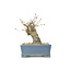 Korean Hornbeam, 10,2 cm, ± 15 years old