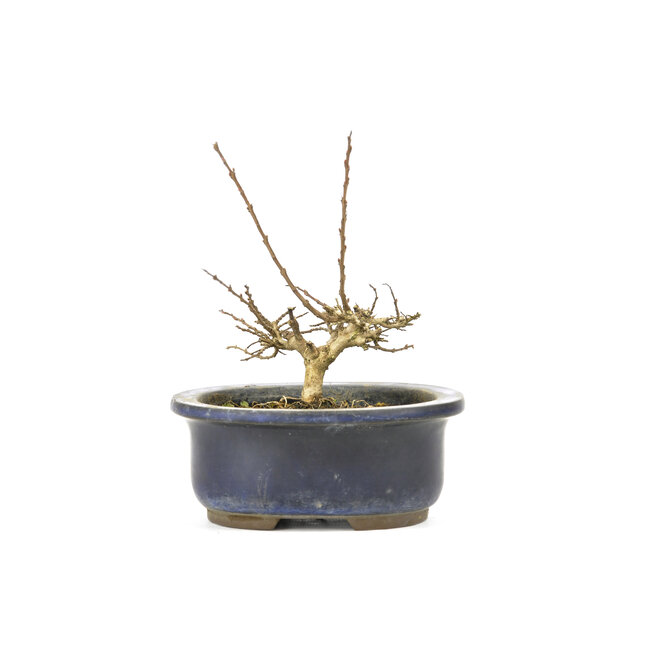 Lagerstroemeria indica (Saruseberi), 7 cm, ± 10 ans