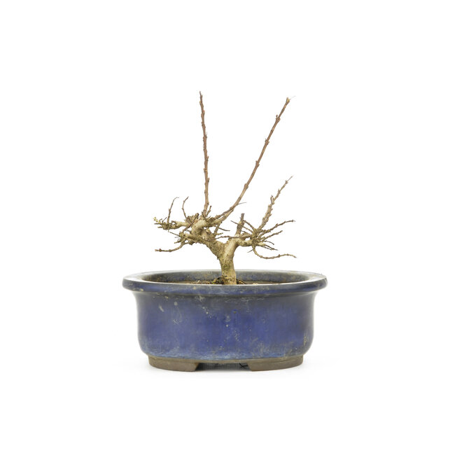 Lagerstroemeria indica (Saruseberi), 7 cm, ± 10 Jahre alt