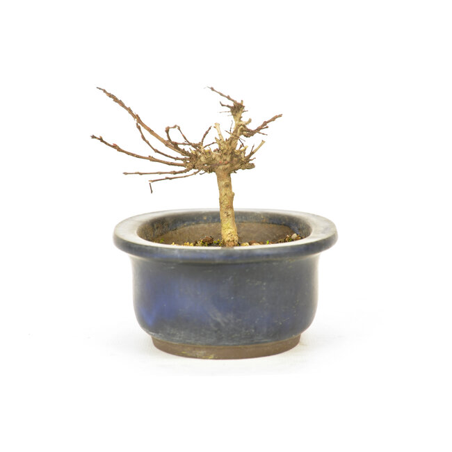 Lagerstroemeria indica (Saruseberi), 7 cm, ± 10 Jahre alt