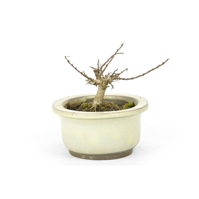 Lagerstroemeria indica (Saruseberi), 7 cm, ± 10 Jahre alt