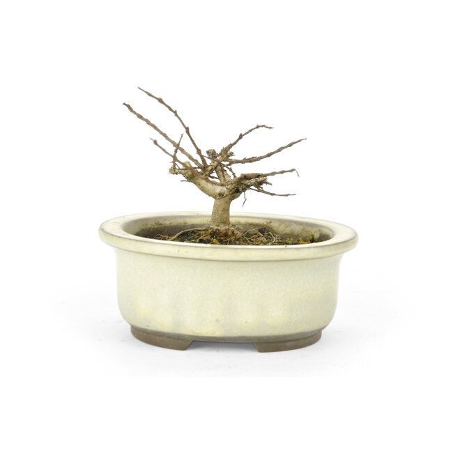 Lagerstroemeria indica (Saruseberi), 7 cm, ± 10 Jahre alt