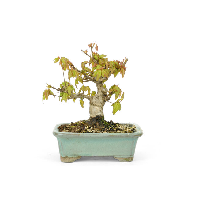 Trident maple, 11 cm, ± 15 years old