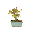 Trident maple, 11 cm, ± 15 years old