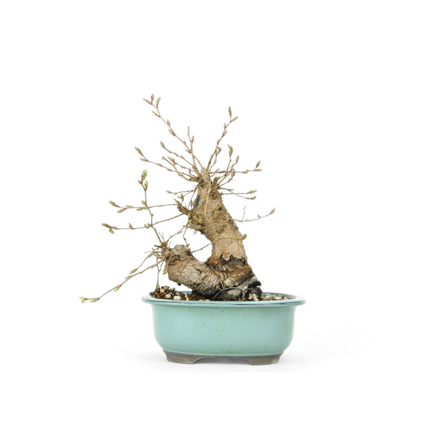 Korean hornbeam, 20 cm, ± 25 years old