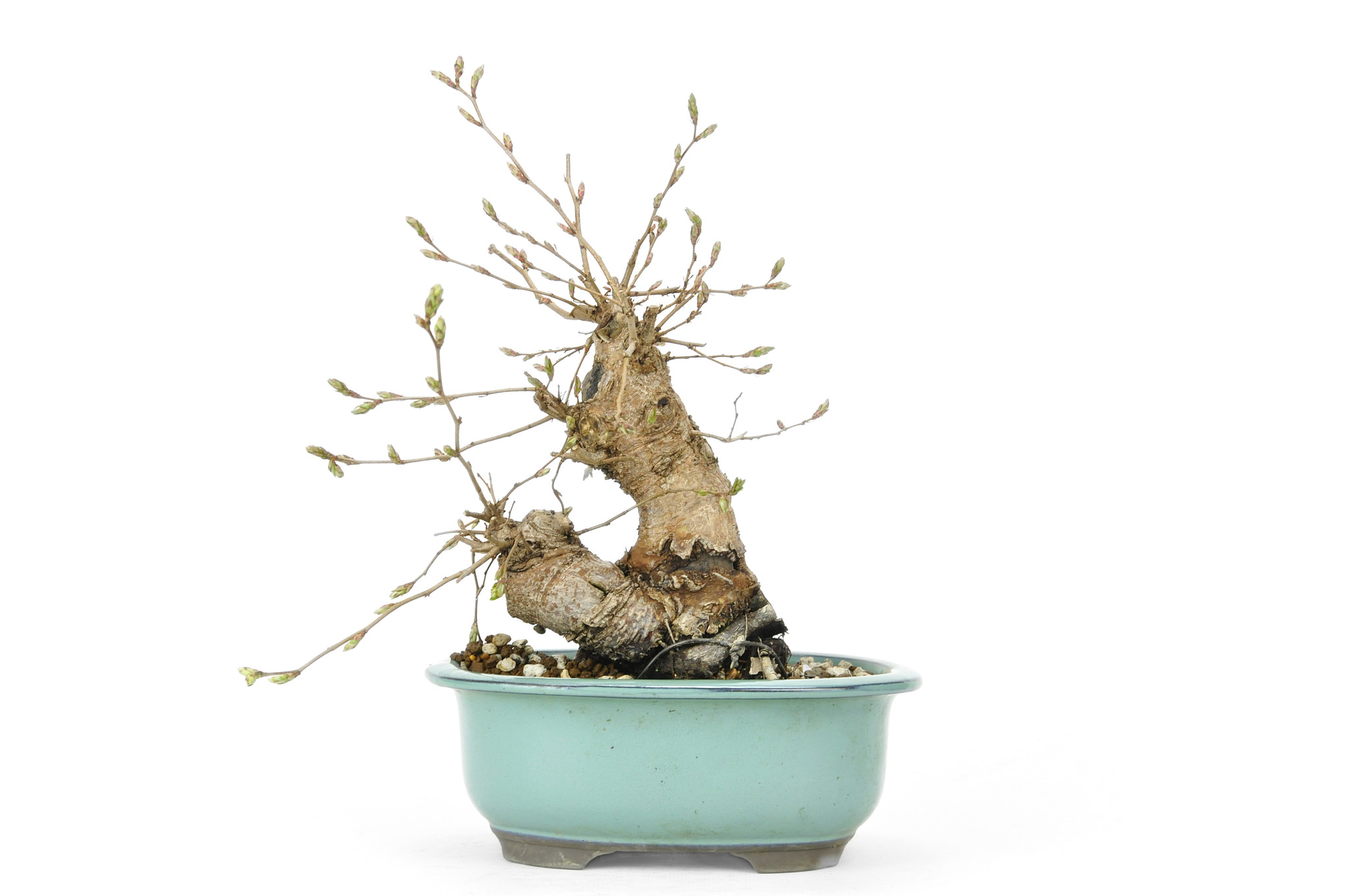 Korean hornbeam, 20 cm, ± 25 years old Bonsai Plaza