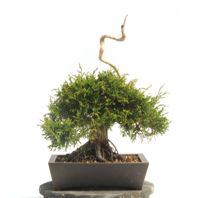 Chinese juniper (Itoigawa), 37 cm, ± 25 years old