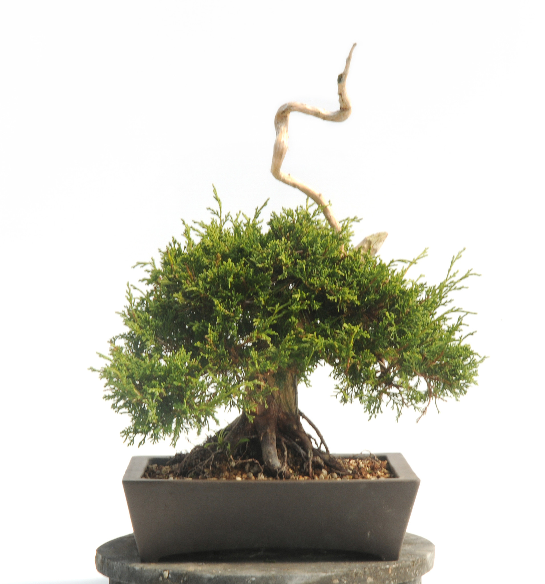 Chinesischer Wacholder (Itoigawa), 37 cm,  25 Jahre alt - Bonsai Plaza
