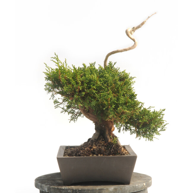 Chinesischer Wacholder (Itoigawa), 37 cm, ± 25 Jahre alt