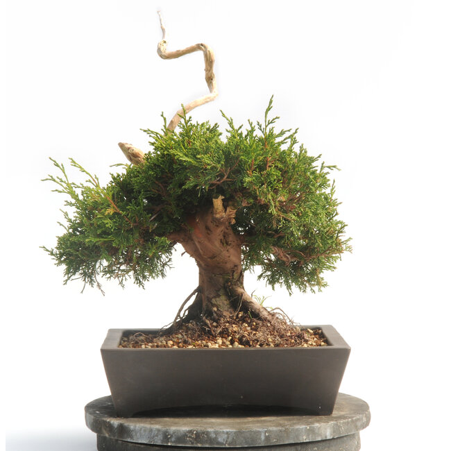 Ginepro cinese (Itoigawa), 37 cm, ± 25 anni