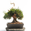 Chinese juniper (Itoigawa), 37 cm, ± 25 years old