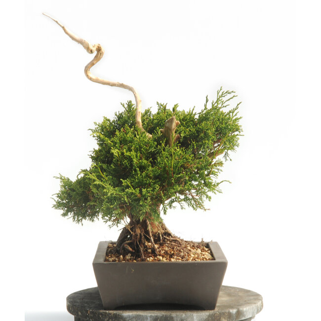 Chinesischer Wacholder (Itoigawa), 37 cm, ± 25 Jahre alt