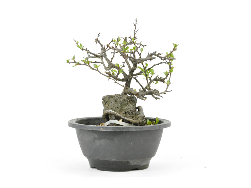Chinese quince (C. Lagena (Chojubai)), 13 cm, ± 35 years old BonsaiPlaza