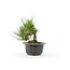 Japanese black pine, 16 cm, ± 8 years old