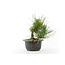 Japanese black pine, 16 cm, ± 8 years old