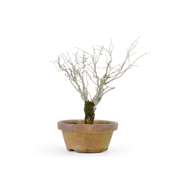 Japanese greybark elm, 18 cm, ± 30 years old
