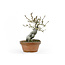 Eleagnus, 20 cm, ± 15 years old