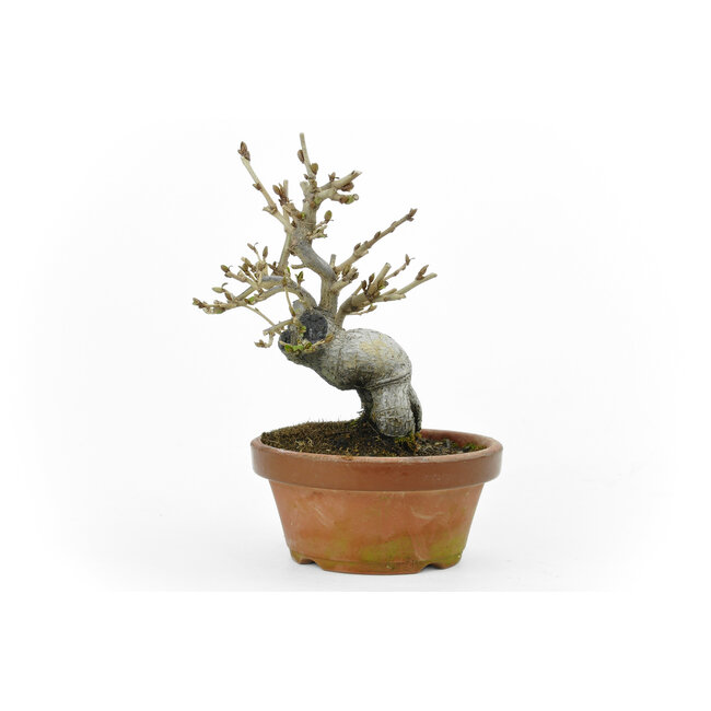 Eleagnus, 18 cm, ± 15 years old