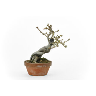 Eleagnus, 16,5 cm, ± 15 years old