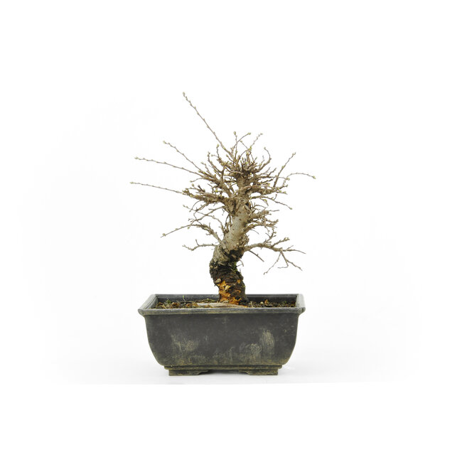 Cork bark elm with small leaves, 16,9 cm, ± 8 years old