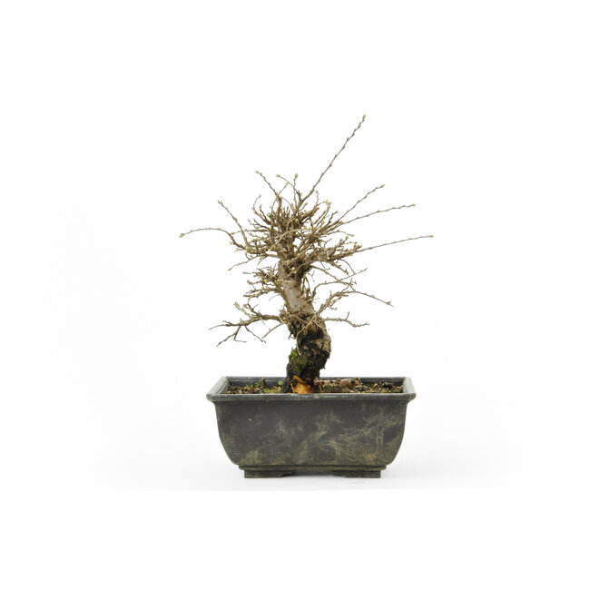 Cork bark elm with small leaves, 16,9 cm, ± 8 years old Bonsai Plaza