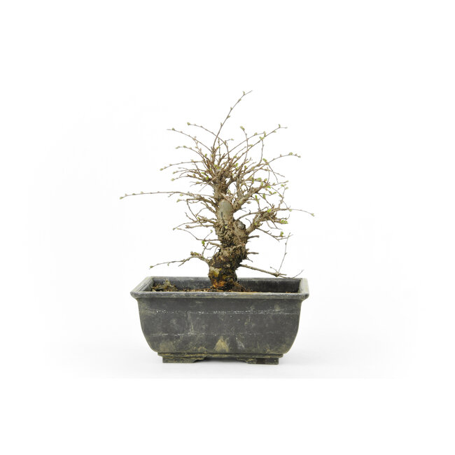 Cork bark elm with small leaves, 17 cm, ± 8 years old