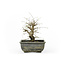 Cork bark elm with small leaves, 17 cm, ± 8 years old