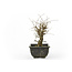 Cork bark elm with small leaves, 17,4 cm, ± 8 years old