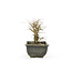 Cork bark elm with small leaves, 16,7 cm, ± 8 years old