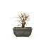 Cork bark elm with small leaves, 16,7 cm, ± 8 years old