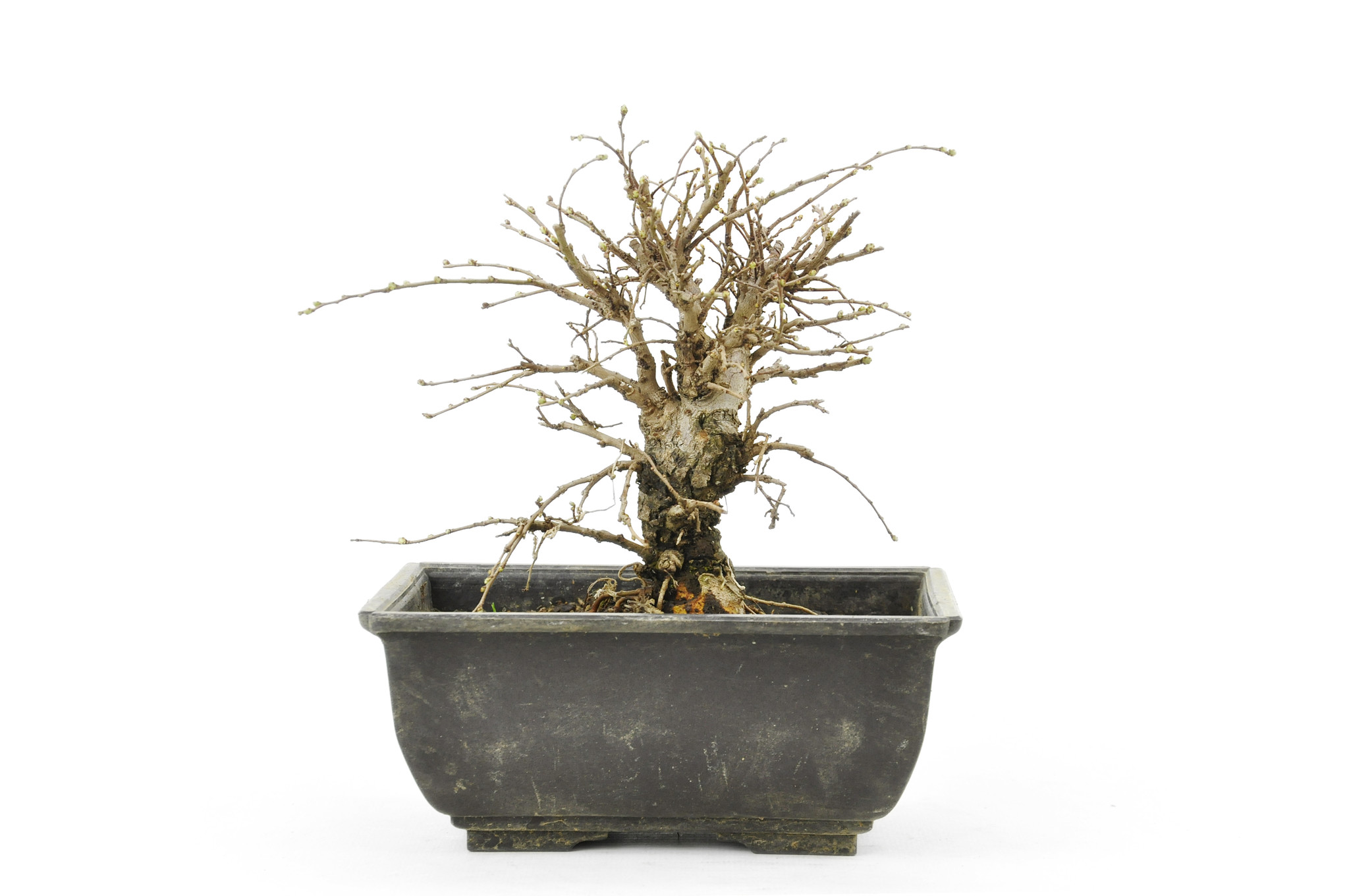 Cork bark elm with small leaves, 16,7 cm, ± 8 years old Bonsai Plaza