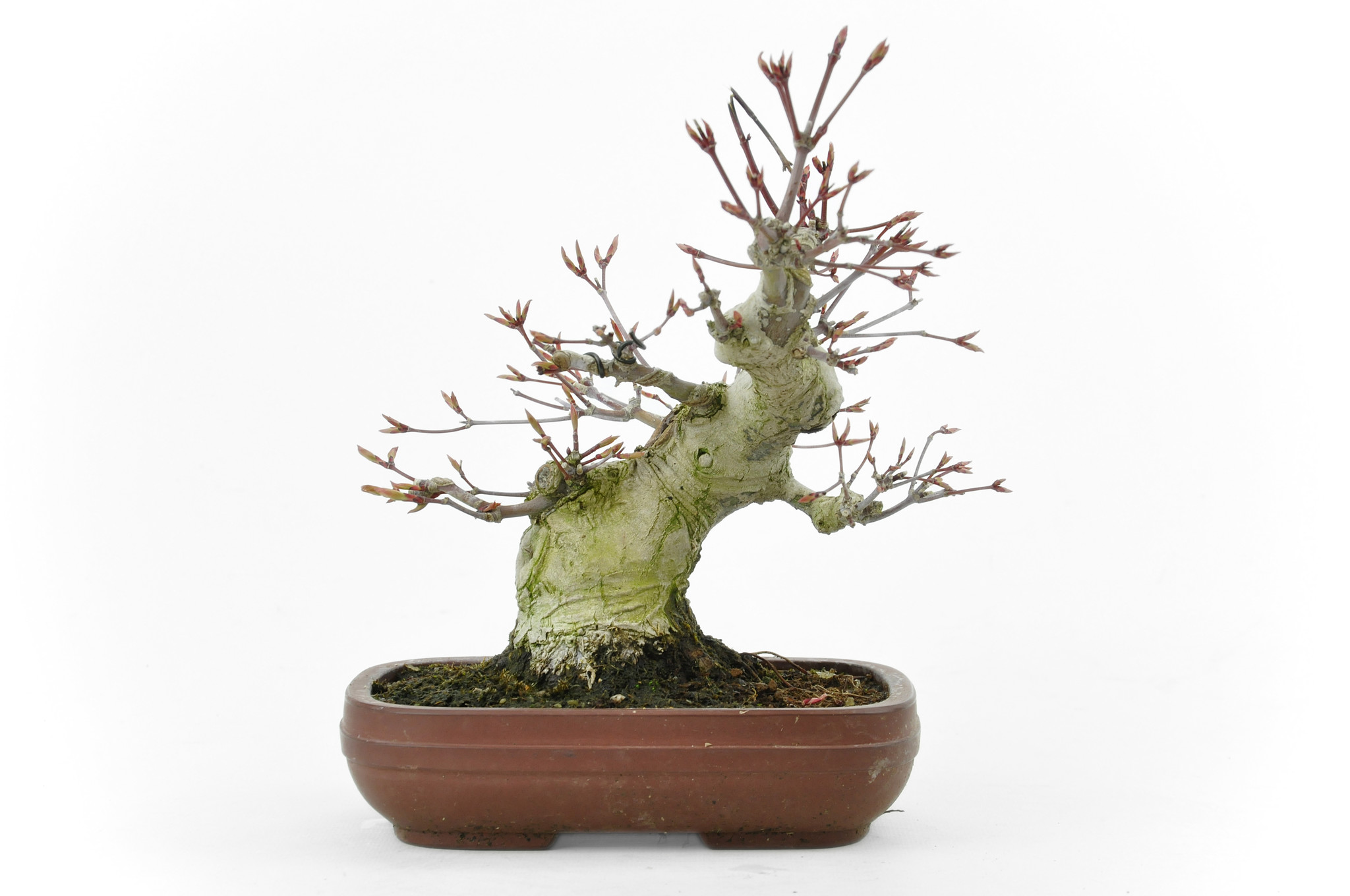 20,5 cm - Sottovaso Plus in Plastica - 1,90 € | Pagine Verdi Bonsai