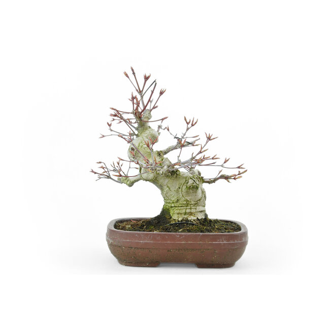 Japanse esdoorn, 19 cm, ± 35 jaar oud