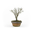 Japanese greybark elm, 15 cm, ± 35 years old