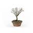 Japanese greybark elm, 15 cm, ± 35 years old