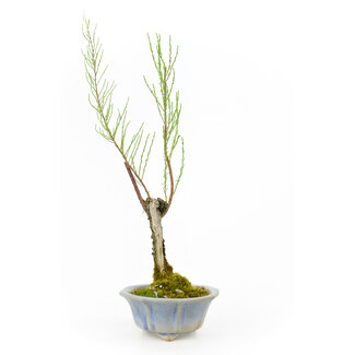 Tamarisk (Gyoryuu), 33 cm, ± 15 years old