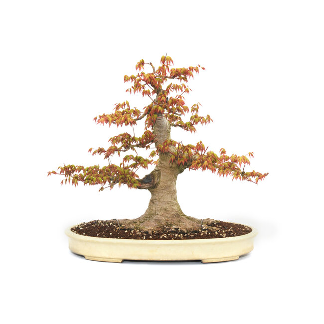 Japanese maple, 47 cm, ± 35 years old with a beautiful nebari of 32 cm and a tree trunk diameter of 10 cm, in a handmade pot by Yamafusa