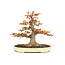 Arce japonés, 47 cm, ± 35 años con un hermoso nebari de 32 cm y un diámetro de tronco de árbol de 10 cm, en una maceta hecha a mano por Yamafusa