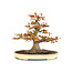 Acero giapponese, 47 cm, ± 35 anni con un bellissimo nebari di 32 cm e un tronco d'albero diametro di 10 cm, in una vaso fatta a mano da Yamafusa