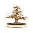 Japanese maple, 47 cm, ± 35 years old with a beautiful nebari of 32 cm and a tree trunk diameter of 10 cm, in a handmade pot by Yamafusa