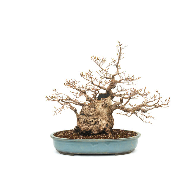 Koreanische Hainbuche, 55 cm, ± 69 Jahre alt (Yamadori)