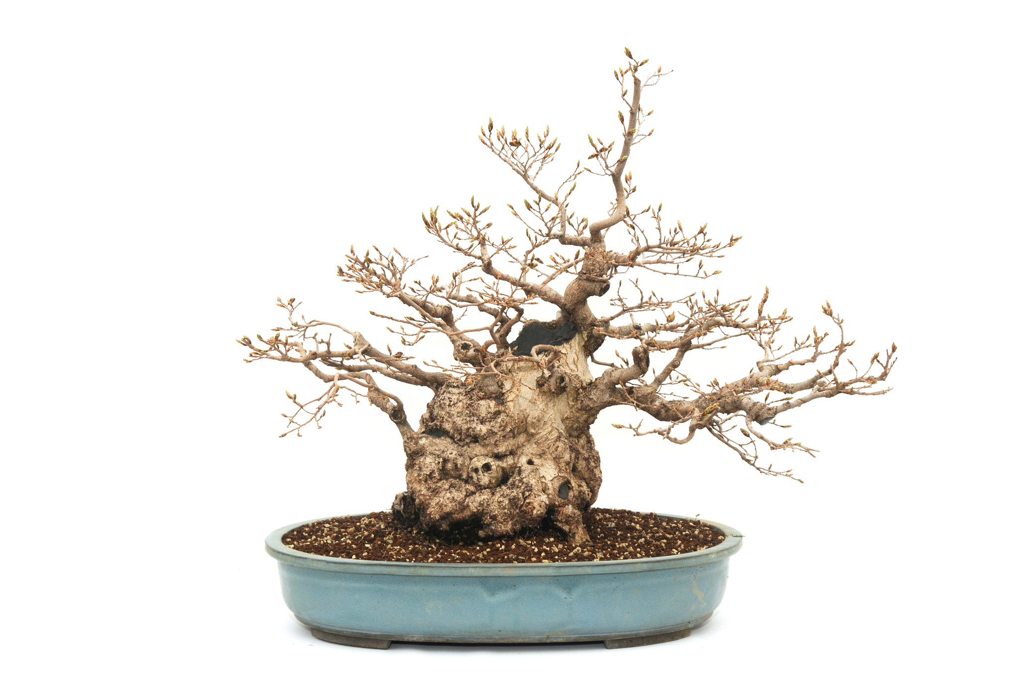 Koreanische Hainbuche, 55 cm,  69 Jahre alt - Bonsai Plaza