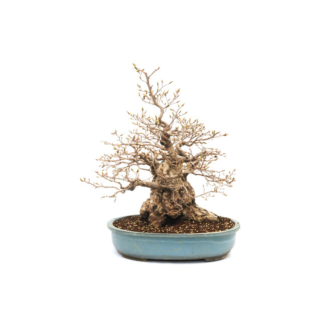 Koreanische Hainbuche, 55 cm, ± 69 Jahre alt (Yamadori)