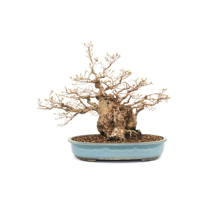 Koreanische Hainbuche, 55 cm, ± 69 Jahre alt (Yamadori)