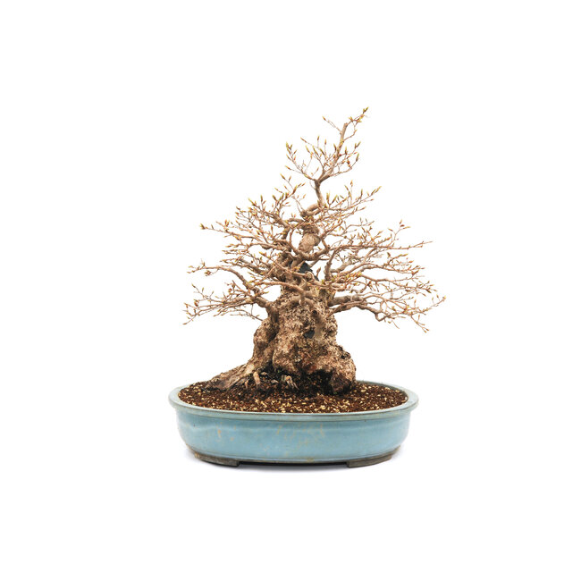 Koreanische Hainbuche, 55 cm, ± 69 Jahre alt (Yamadori)