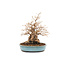Koreaanse haagbeuk, 55 cm, ± 69 jaar oud (yamadori)