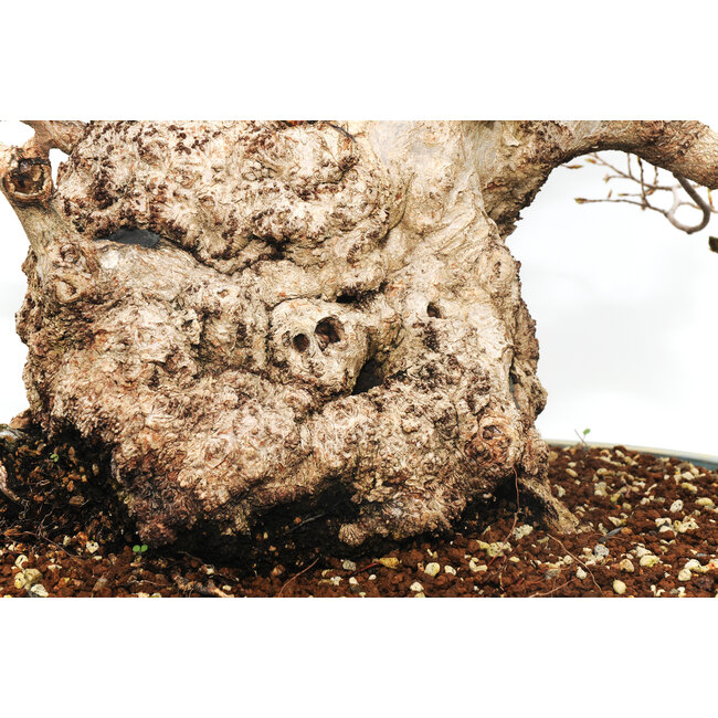 Carpino coreano, 55 cm, ± 69 anni (yamadori)