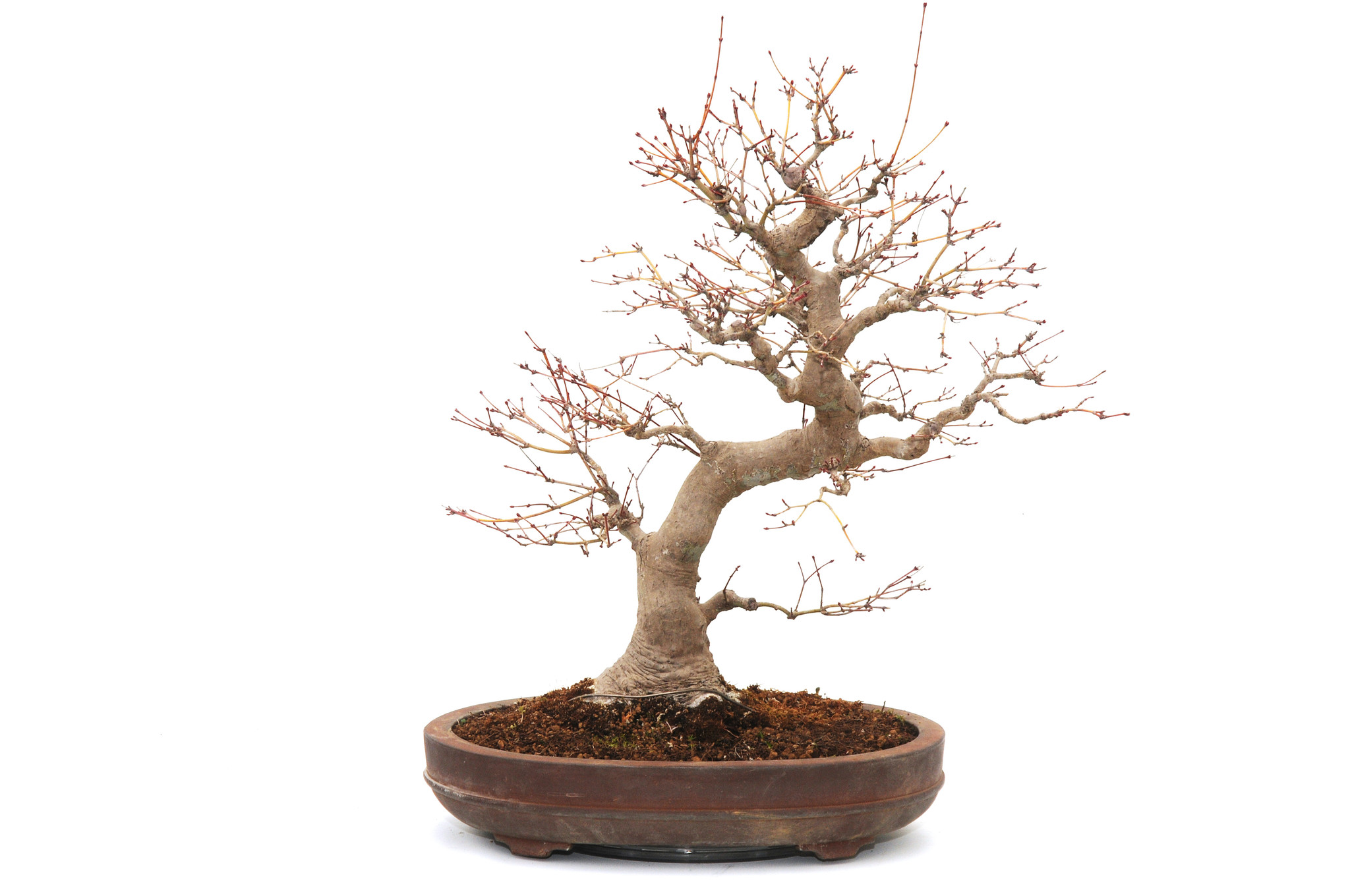 SHOP, Bonsai, Piante giovani, Caducifoglie, [J148] Acero rosso  giapponese, ca. 3 anni (10-45 cm)