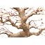 Japanischer Ahorn, 45 cm, ± 35 Jahre alt in einem zerbrochenen Topf